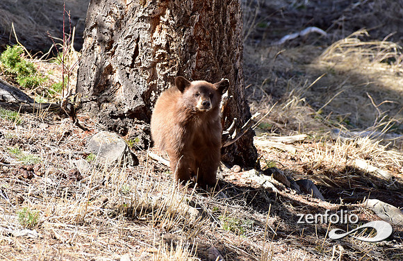 black bear with cubs (30)