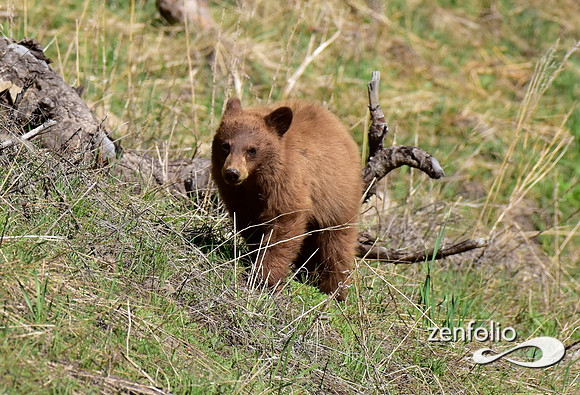 black bear with cinamon cubs (2)