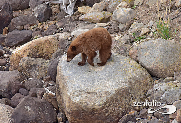 black bear with cubs (6)