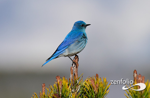 mtn bluebird (2)