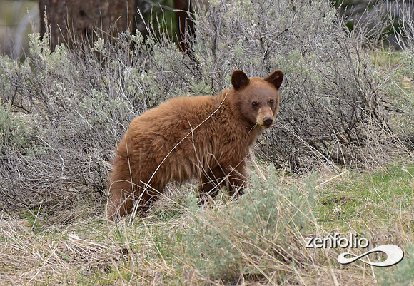 black bear and cubs (3)