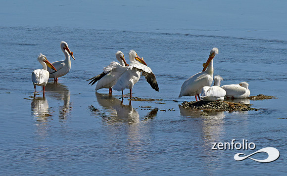 white pelicans (2)