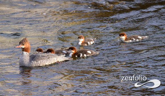 mergansers (13)