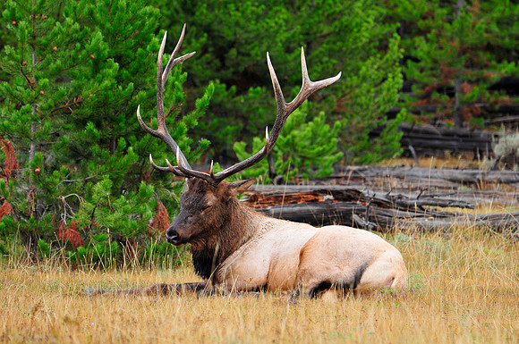 elk