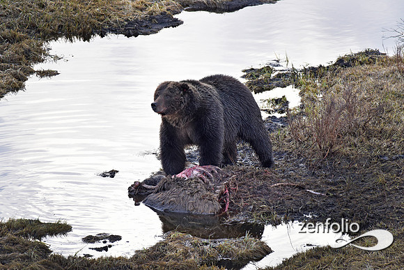 large grizzly at blacktail lakes (14)