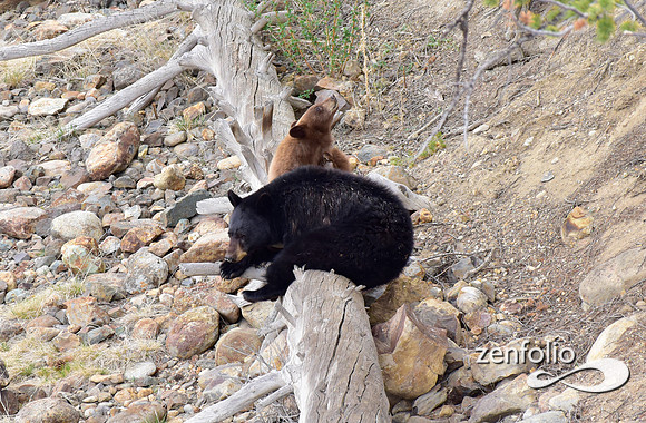 black bear with cubs (21)