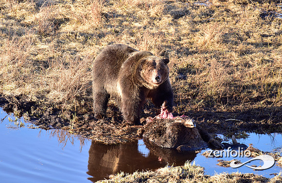 grizzly bear (90)