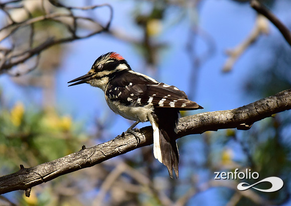 hairy woodpecker (3)