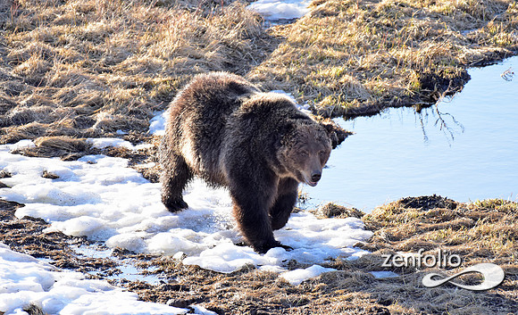 grizzly bear (16)