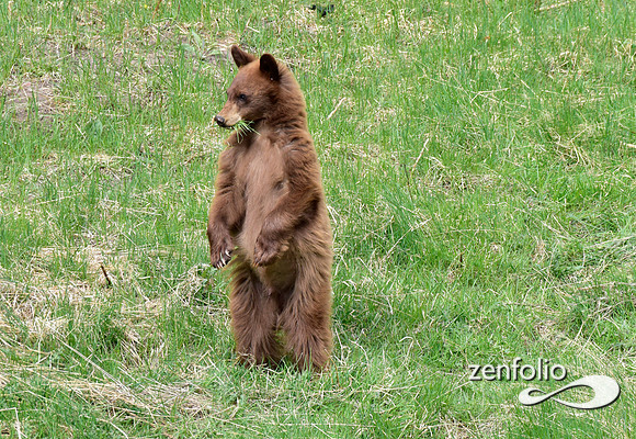 bear cub standing (1)