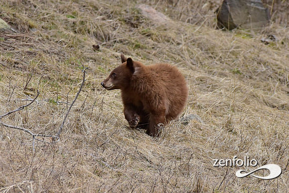 black bear with cubs (59)