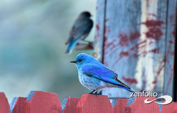 blue bird (1)