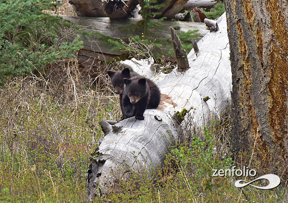 bear cubs (1)