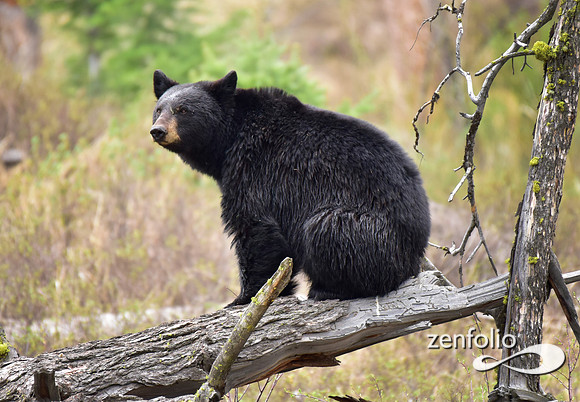 black bear (11)