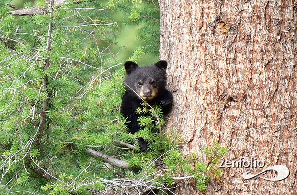 black bear cub (4)