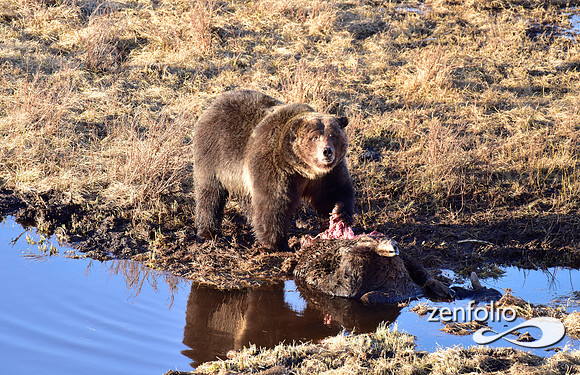 grizzly bear (89)