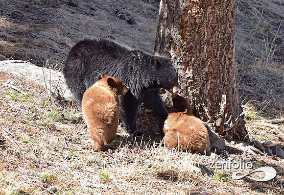 black bear with cubs (43)