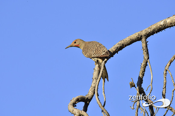 northern flicker (9)