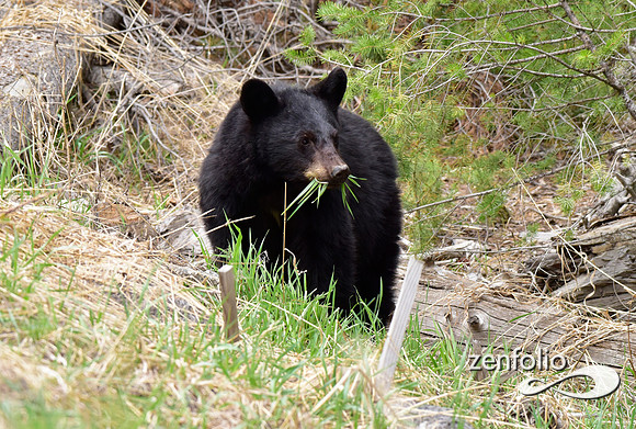 black bear grazing (1)