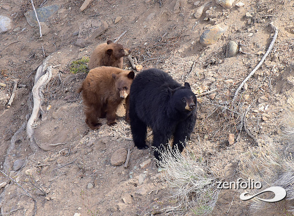 black bear with cubs (28)