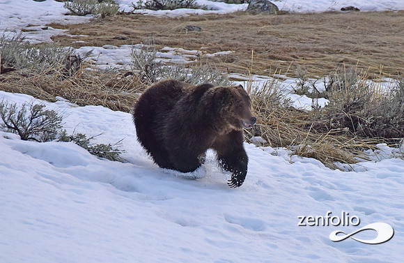 large grizzly at blacktail lakes (3)