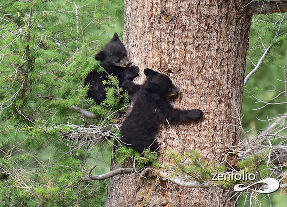black bear cub (2)