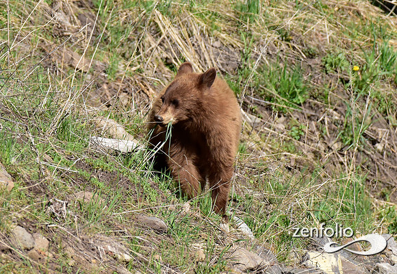 black bear with cinamon cubs (1)