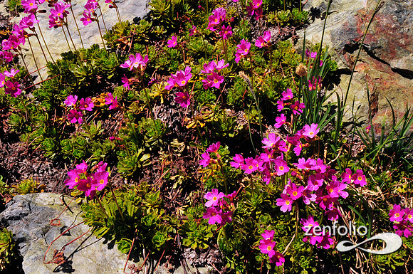 sierra wildflowers