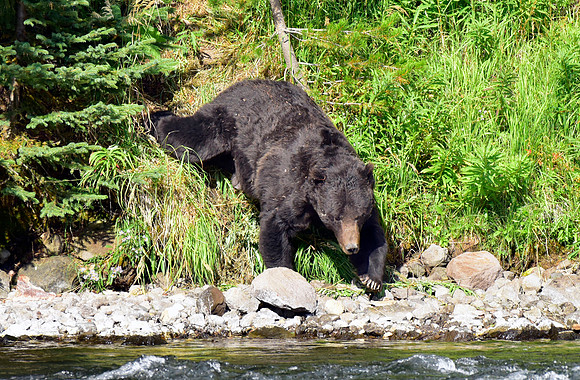 lehardey rapids grizzly (21)