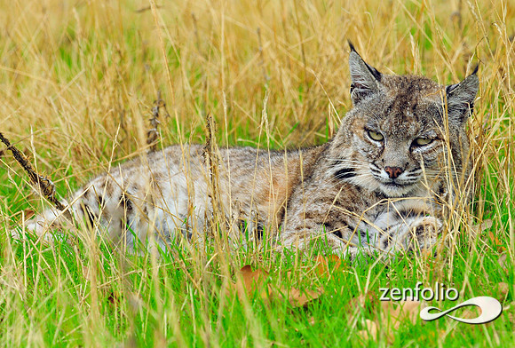 bobcat