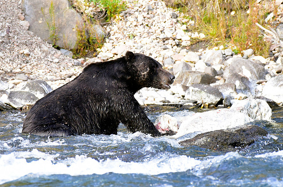 lehardey rapids grizzly (12)