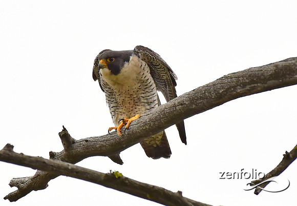 perigrine falcon (1)