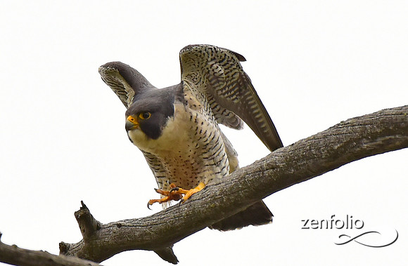 perigrine falcon (2)