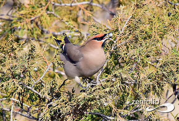 bohemian waxwings (14)