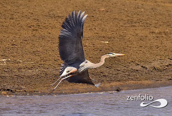 great blue heron taking flight (2)