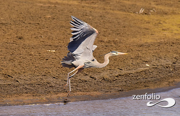 great blue heron taking flight (3)