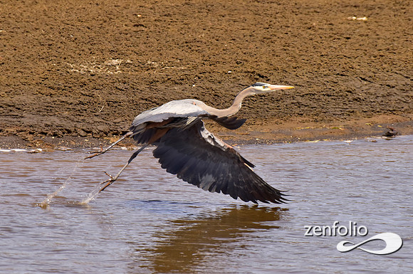 great blue heron taking flight (1)