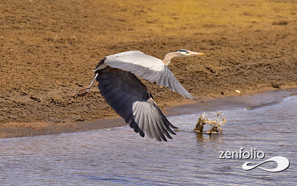 great blue heron taking flight (4)