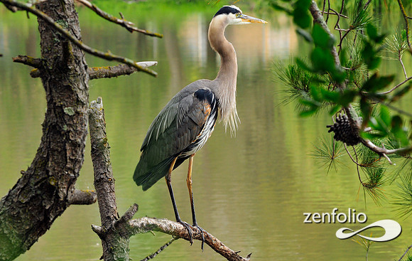 heron
