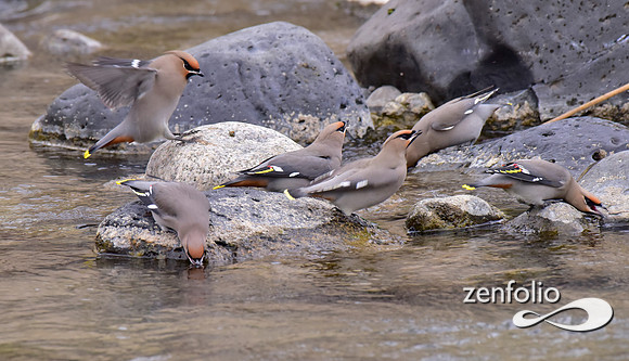 bohemian waxwings (20)
