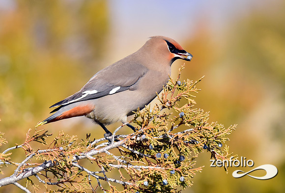 bohemian waxwings (11)