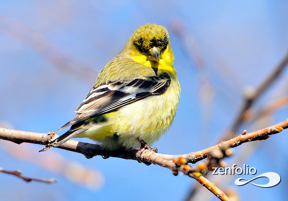 goldfinch