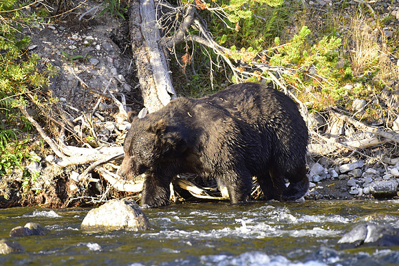 lehardey rapids grizzly (20)