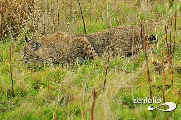 bobcat