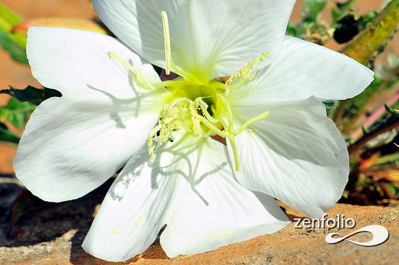 evening primrose.