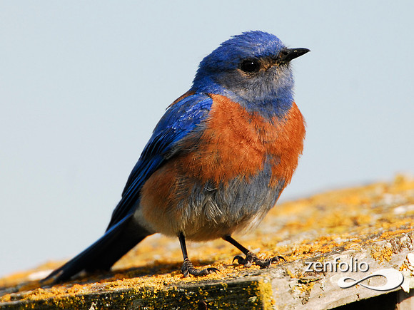 male bluebird 2007