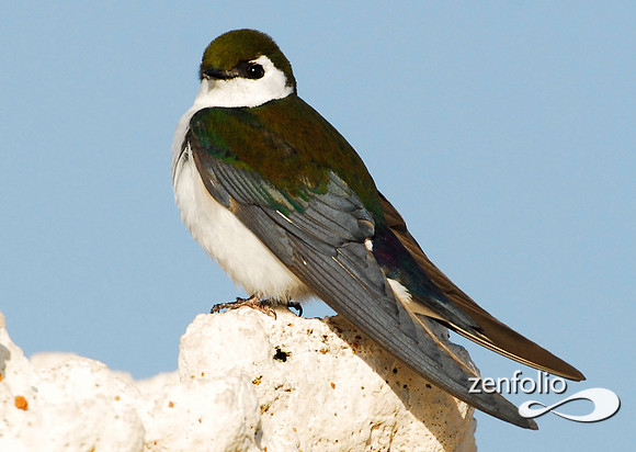 swallow