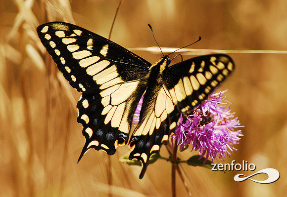 tiger swallowtail butterfly