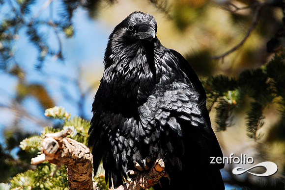 raven