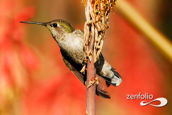 hummingbird